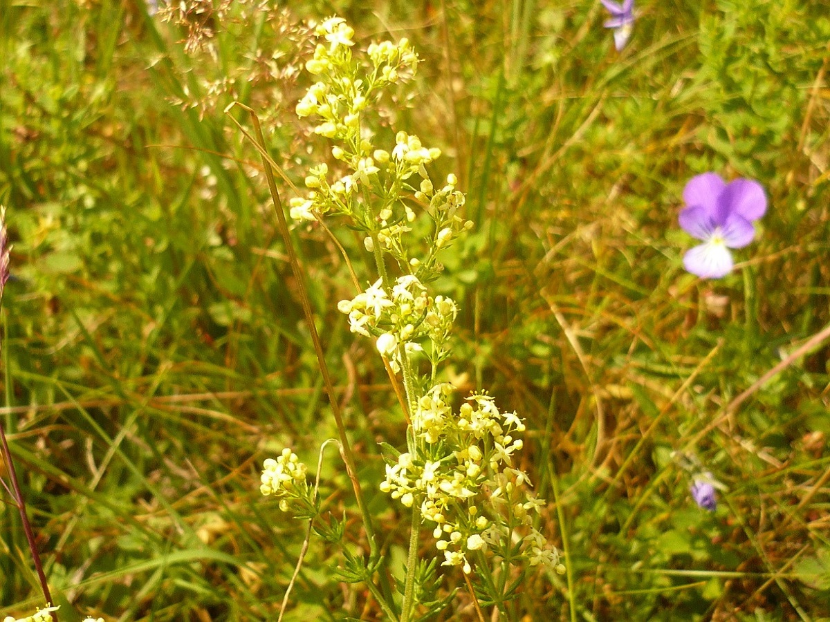 Galium x pomeranicum (Rubiaceae)
